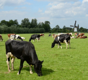 Hollands landschap met koeien en een molen