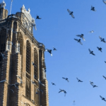 Dordrecht Grote Kerk met vogels